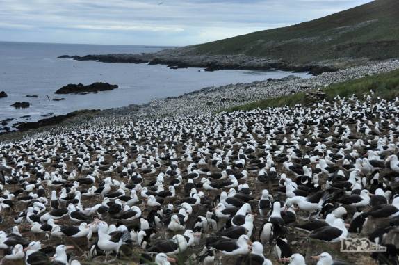 A maior colônia de albatrozes-de-sobrancelha do mundo, em Steeple Jason, no noroeste das Ilhas Malvinas